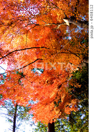 秋と紅葉 6408112