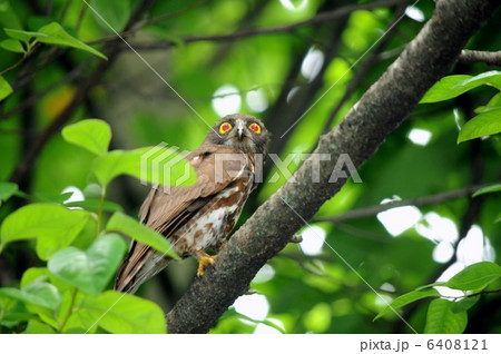 アオバズク 6408121