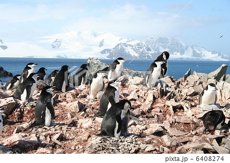 南極・ヒゲペンギンのルッカリー2 南極・ヒゲペンギンのルッカリー2 6408274