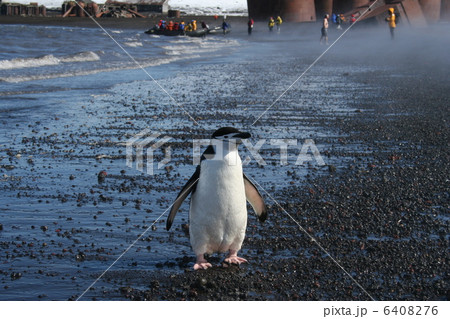 南極・デセプション島のヒゲペンギン 6408276