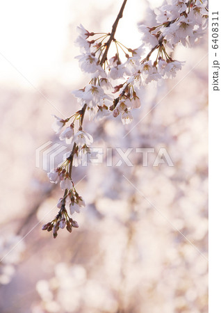 枝垂桜 6408311