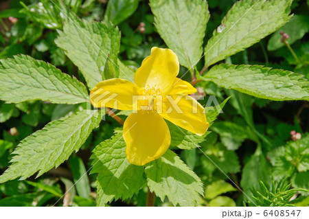 ヤマブキソウの花 ヤマブキソウの花 6408547