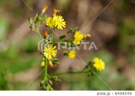 タビラコの花 6408549