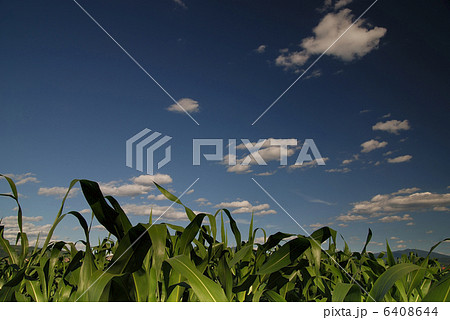 sunny day at field of corn and dramatic sky... 6408644
