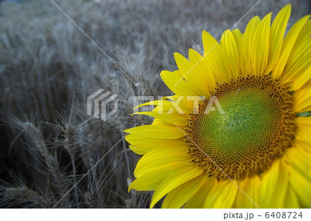 sunflower closeup with wheat in background 6408724