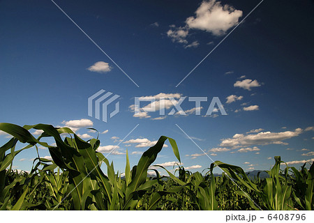 sunny day at field of corn and dramatic sky... sunny day at field of corn and dramatic sky... 6408796