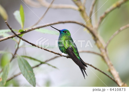 アオハラワタアシハチドリ 6410873