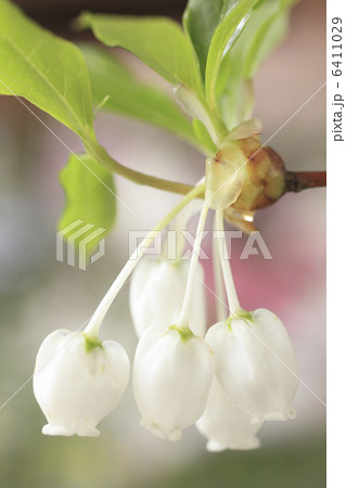 ドウダンツツジ 6411029