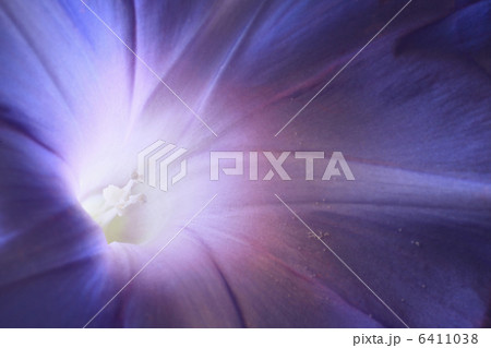 アサガオ 6411038