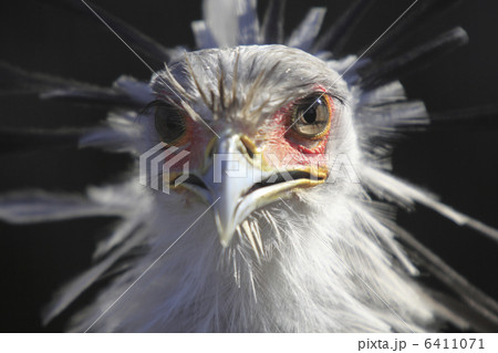 ヘビクイワシ 6411071