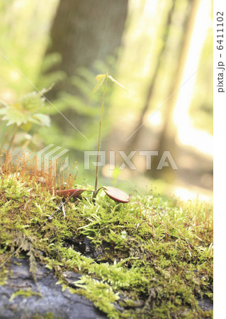 コナラの新芽 コナラの新芽 6411102