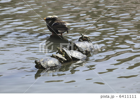 カメの甲羅干し 6411111