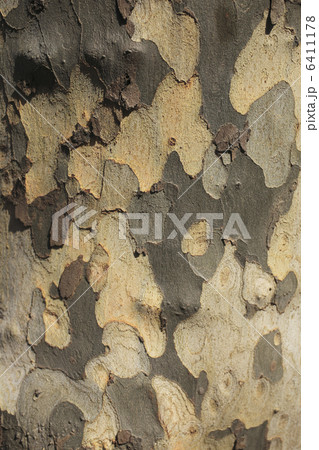 スズカケの木肌 スズカケの木肌 6411178