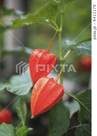 ホオズキ 6411179