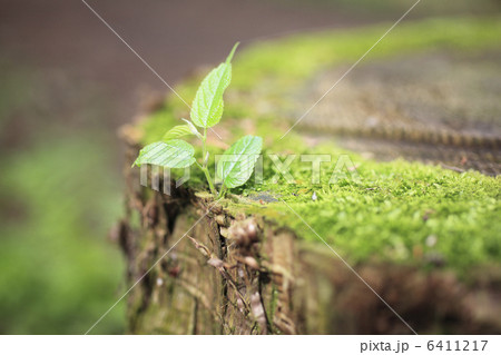 切り株の苔とケヤキの新芽 切り株の苔とケヤキの新芽 6411217