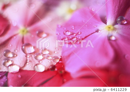 日日草 日日草 6411229