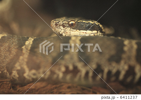 ニホンマムシ ニホンマムシ 6411237