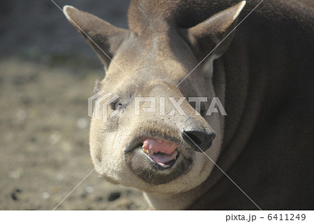 アメリカバク アメリカバク 6411249