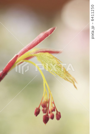 モミジの新芽 モミジの新芽 6411250