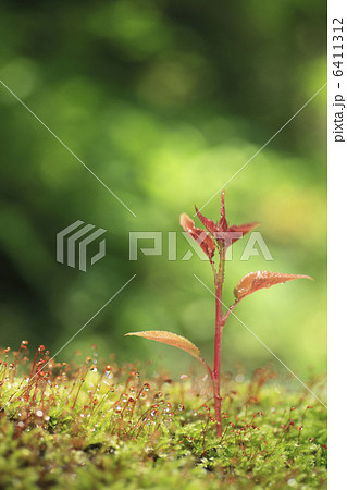 苔とサクラの新芽 苔とサクラの新芽 6411312