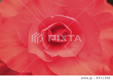 ベコニア ベコニア 6411368