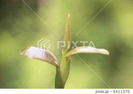 サザンカの新芽 6411370