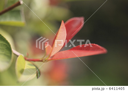 カナメモチの新芽 カナメモチの新芽 6411405