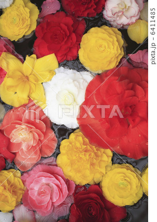 ベコニア 6411485