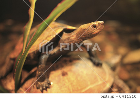 ニホンイシガメ 6411510