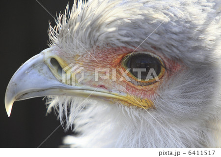 ヘビクイワシ 6411517