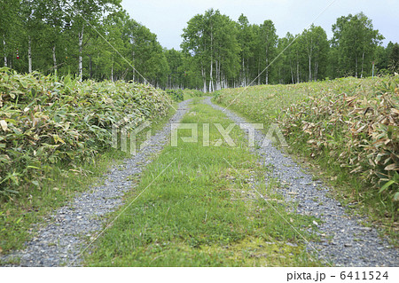 白樺林と道 白樺林と道 6411524