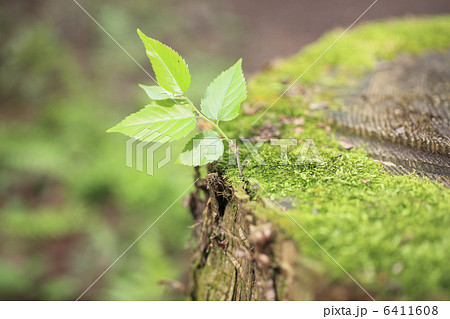 切り株の苔とケヤキの新芽 6411608