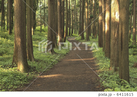 檜の並木と小道 6411615