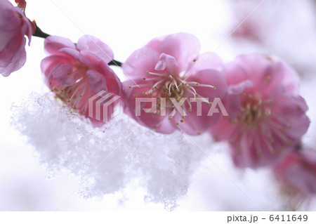 新雪に梅の花 新雪に梅の花 6411649