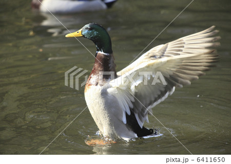 マガモ 6411650
