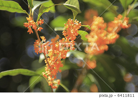 キンモクセイ 6411811