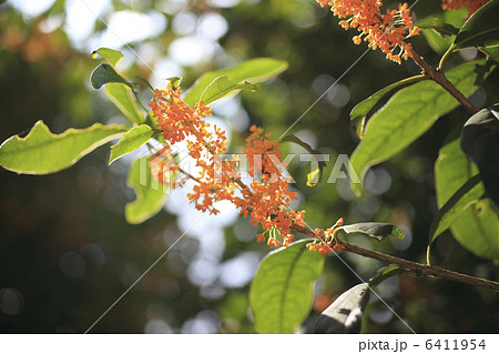 キンモクセイ 6411954