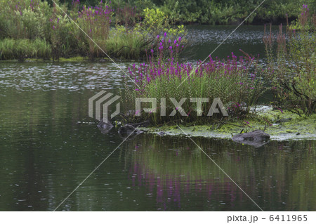 ミソハギ ミソハギ 6411965