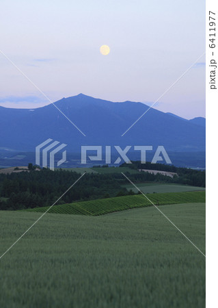 麦畑と夕焼けの十勝連山 麦畑と夕焼けの十勝連山 6411977