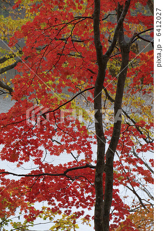 大沢沼の紅葉 大沢沼の紅葉 6412027