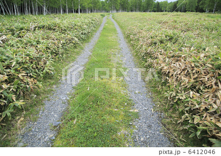 白樺林と道 6412046