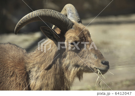 ヤギ 6412047