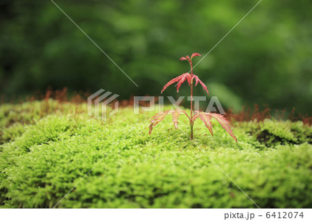 苔ともみじの新芽 6412074