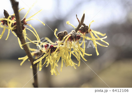 マンサク マンサク 6412106