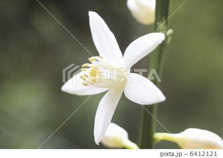 みかんの花 6412121