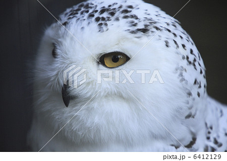 白フクロウの写真素材