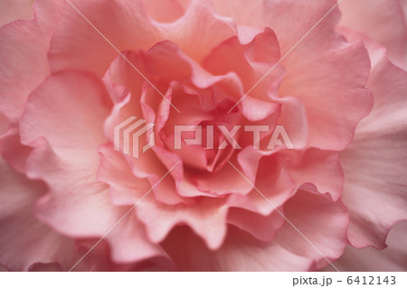 ベコニア 6412143