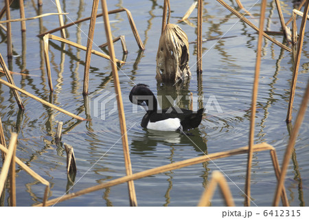 キンクロハジロ 6412315