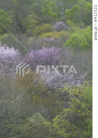 山桜と新緑 6412522