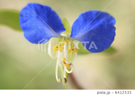 露草 露草 6412535
